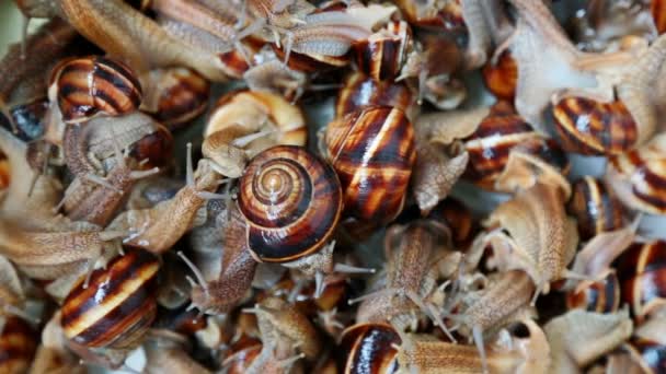 Many live grape snails slowly creep the friend on the friend — Stock Video