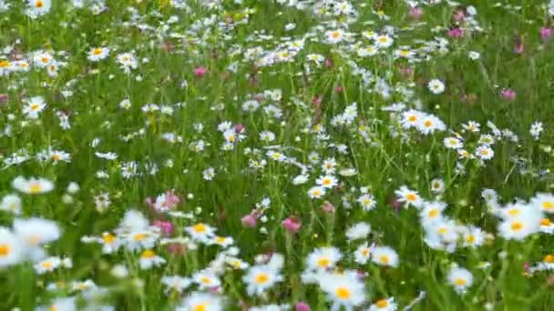 Stor daisy i ett fält som rör sig i vinden — Stockvideo