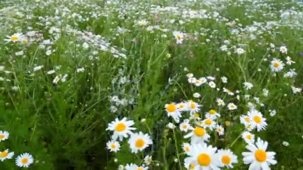 Grote daisy in een veld verplaatsen in de wind — Stockvideo