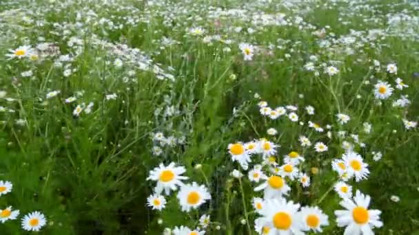 Großes Gänseblümchen auf einem Feld, das sich im Wind bewegt — Stockvideo