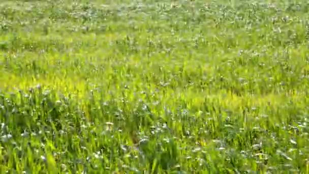 Vagues sur une herbe pendant le vent — Video