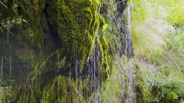 从热带地区苔藓中滴下的水柱 — 图库视频影像