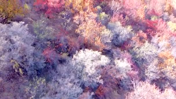 Яркие красные деревья осенью на горном склоне. Полет над фантастическими садами — стоковое видео