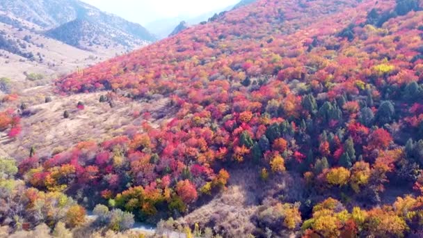 Jasně červené stromy na podzim na horském svahu. let přes fantastické zahrady — Stock video