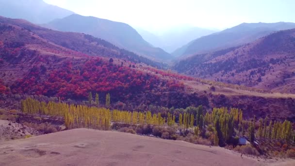 Ljusröda träd på hösten på en bergssluttning. flygning över fantastiska trädgårdar — Stockvideo