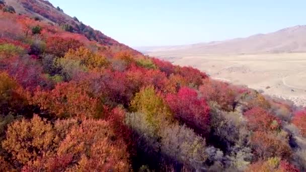 Яскраві червоні дерева восени на гірському схилі. політ над фантастичними садами — стокове відео