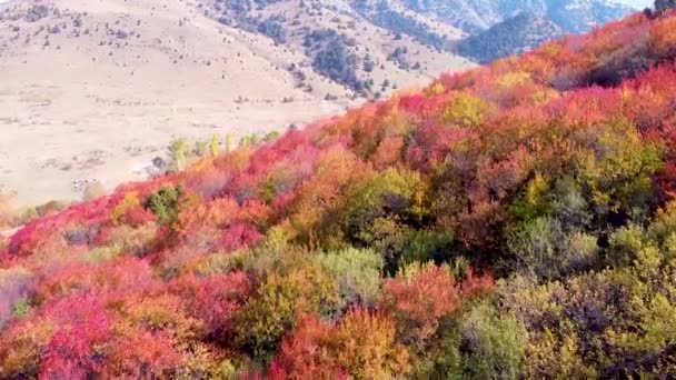Jasně červené stromy na podzim na horském svahu. let přes fantastické zahrady