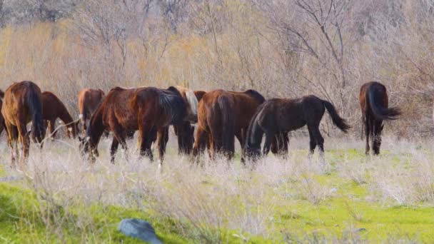 Manada de caballos salvajes pastando en el prado — Vídeo de stock