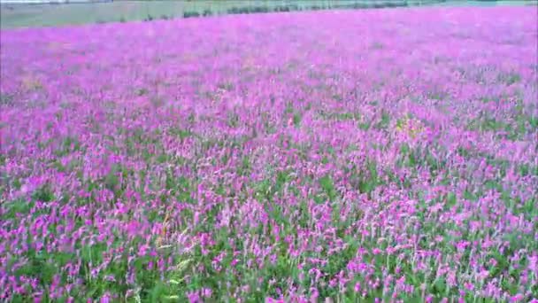 Flyver over markerne af blomstrende lyserøde blomster – Stock-video