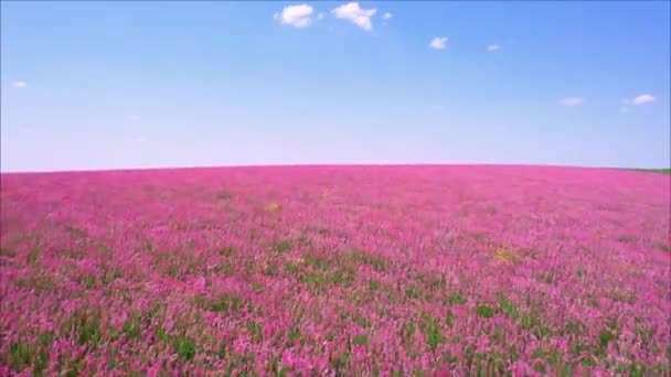 Let přes krásné kvetoucí pole — Stock video