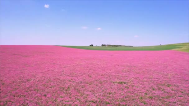 Volar sobre los campos de lavanda florecientes en Provenza — Vídeos de Stock