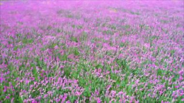 Pembe renkli çiçekler ufukta