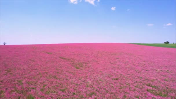 Volando sobre los campos de flores interminables de lavanda — Vídeos de Stock