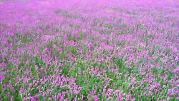 Flores de colores rosados en el horizonte — Vídeos de Stock