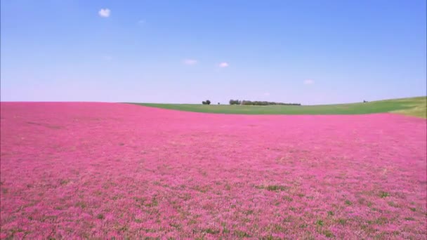 Flyg över blommande lavendelfält i Provence — Stockvideo