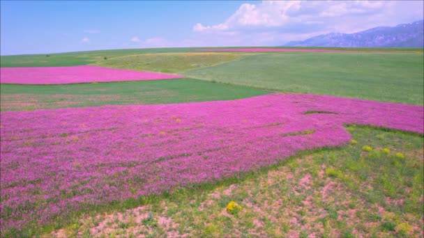 Campos cor-de-rosa florescentes de Esparzeta, cultura de forragens para alimentação animal — Vídeo de Stock