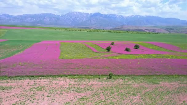 Volando sobre campos de colores florecientes, en las tierras altas — Vídeos de Stock