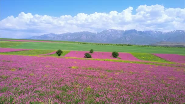 Kvetoucí pole Esparzeta na pozadí pohoří — Stock video