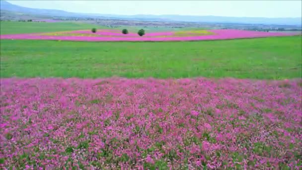 Campos florecientes de Esparzeta sobre el fondo de la cordillera — Vídeos de Stock