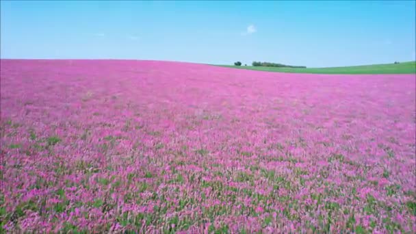 Volando sobre los campos de flores rosadas florecientes — Vídeos de Stock