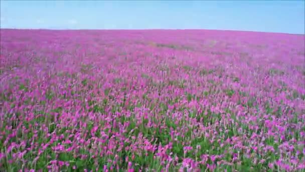 Vuela Sobre Campos Rosados Florecientes Campos Agrícolas Esparzeta — Vídeos de Stock