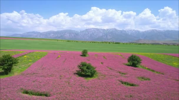 Campos Florecientes Esparzeta Sobre Fondo Una Cordillera Tiempo Soleado — Vídeos de Stock