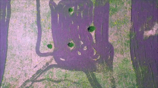 Abstraktní malba kvetoucí levandule na poli — Stock video