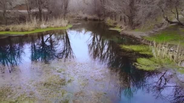 Odbicie drzew wczesną wiosną w jeziorze — Wideo stockowe