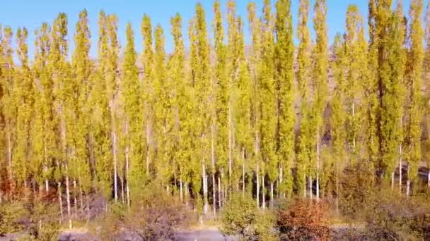 Volando sobre árboles verticales de color amarillo brillante en otoño — Vídeo de stock