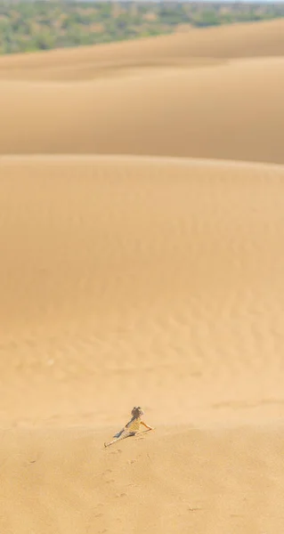 Pouštní Agama sedí na písečné duně — Stock fotografie