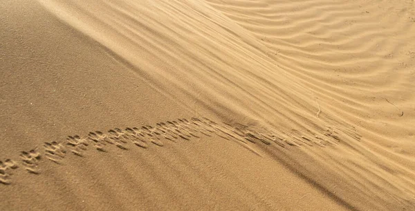 Bukit pasir di padang pasir sebagai latar belakang Stok Foto