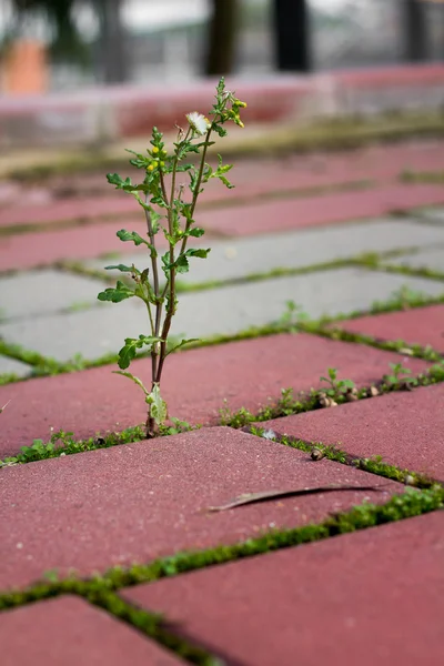 Culture de mauvaises herbes — Photo