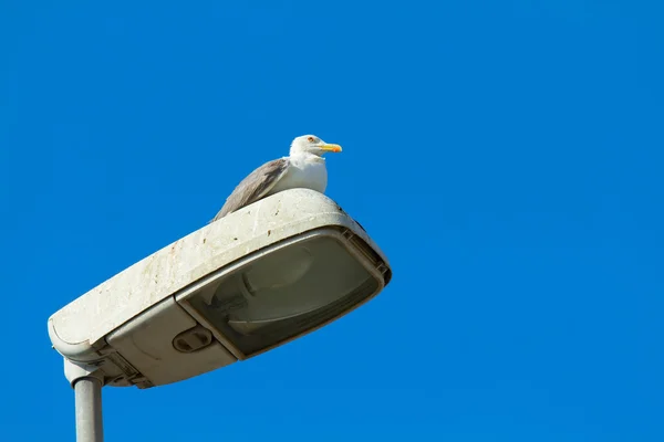 Gull on lampposts — Stock Photo, Image