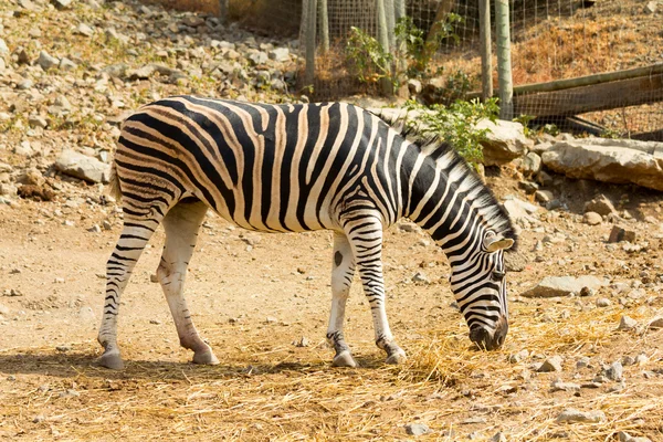 Kvinnliga Zebra — Stockfoto