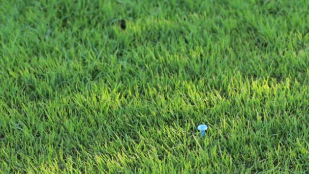 Golf topu ile el — Stok video