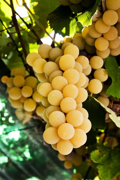 Белый виноград — стоковое фото