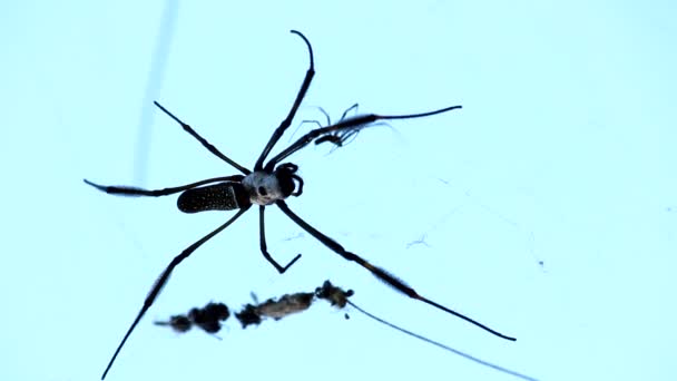 Tejedor de araña dorada — Vídeos de Stock