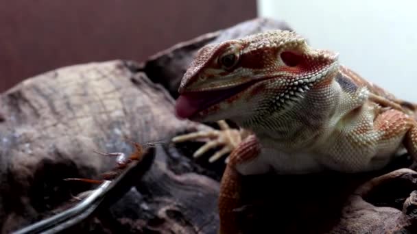 Drago barbuto o pogona vitticeps — Video Stock