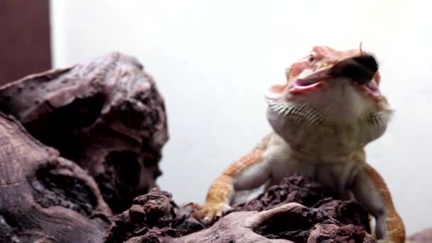 Sakallı Ejder veya pogona vitticeps — Stok video