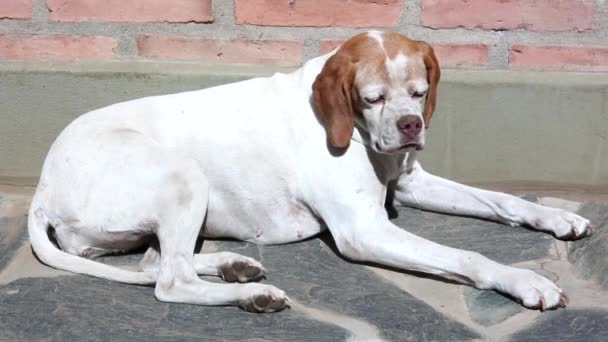 Cane - Mastino istriano a pelo corto — Video Stock