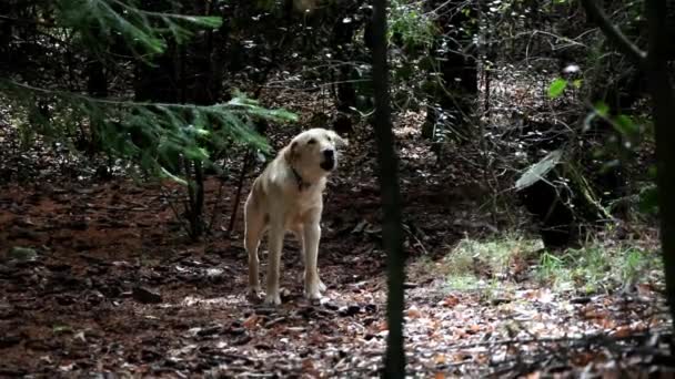 Dog - Golden Retriever — Stock Video