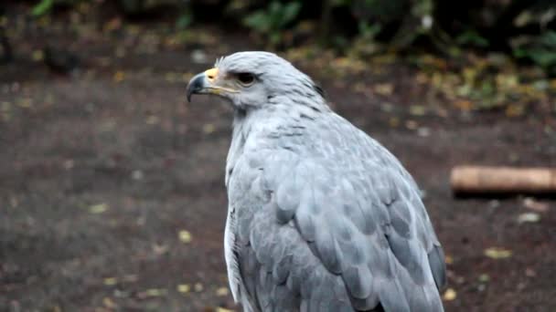 Crowned Eagle — Stock Video