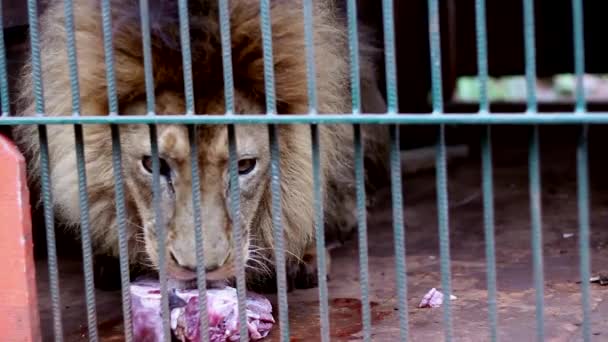 León comiendo — Vídeo de stock