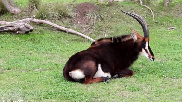 Sable antelope — Stock Video