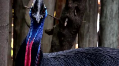 Cassowary