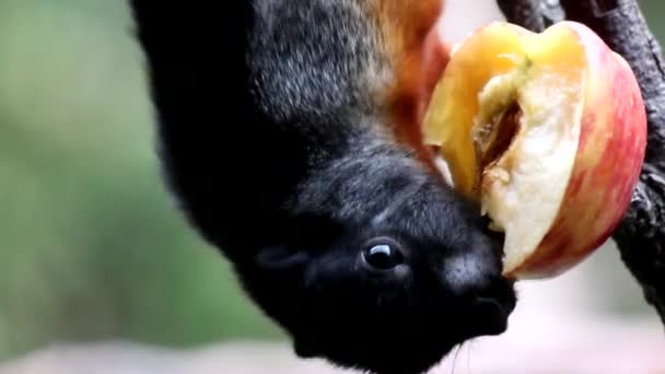 Prévost écureuil — Video
