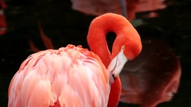 Flamingolar