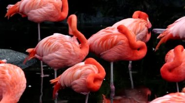 Flamingolar