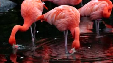 Flamingolar