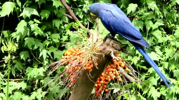 Hyacinth Macaw — Stock Video